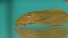 ancistrus albino