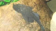 Ancistrus Dolichopterus 20 Jahre altes Männchen