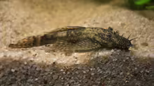 Ancistrus dolichopterus männchen 7cm