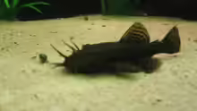 Ancistrus dolichopterus