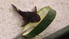 Ancistrus frisst sich satt
