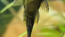 Ancistrus sp. braun