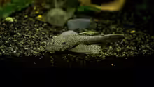 Ancistrus sp.