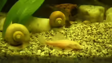 Ancistrus spec. mit den Apfelschnecken
