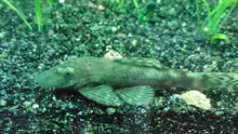 Ancistrus spec.