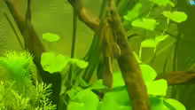Ancistrus spec.