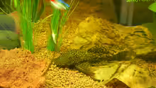 Ancistrus spec.