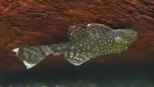 Ancistrus spec.