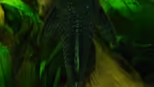 Ancistrus spec.