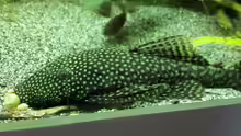 Ancistrus ssp. & Corydoras aeneus 