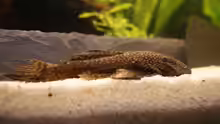 Ancistrus