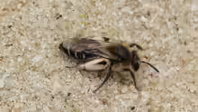 Andrena argentata