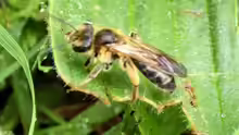 Andrena bucephala