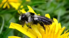 Andrena cineraria