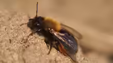 Andrena clarkella