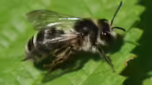 Andrena denticulata