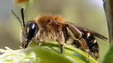 Andrena dorsata