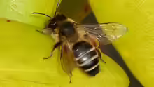 Andrena flavipes