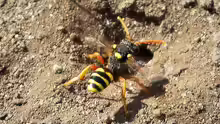 Andrena fucata