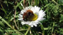 Andrena fulva