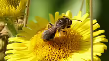 Andrena fulvago