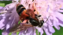 Andrena hattorfiana
