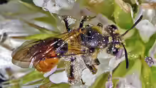 Andrena marginata