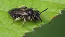 Andrena minutula