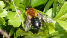 Andrena nitida