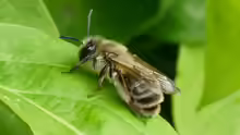 Andrena scotica