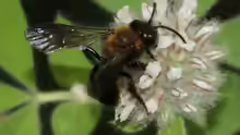 Andrena thoracica