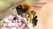 Andrena tscheki