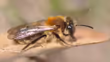 Andrena varians