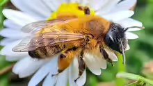 Andrena