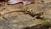 Aneides aeneus