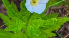 Anemone cylindrica