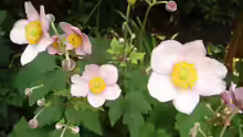 Anemone japonica