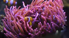 Anemonenfisch in Blasenanemone