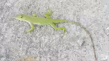 Anolis biporcatus