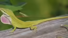 Anolis carolinensis