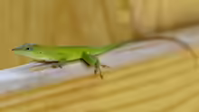 Anolis chlorocyanu