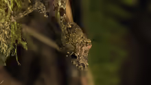 Anolis christophei