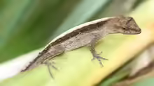 Anolis cupreus
