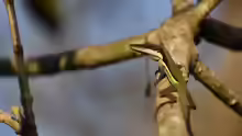 Anolis hendersoni