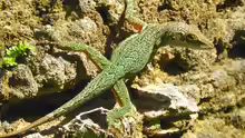Anolis leachii
