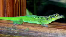 Anolis roquet summus