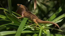 Anolis sagrei