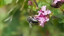 Anthidium septemspinosum