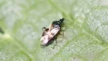 Anthocoris nemorum