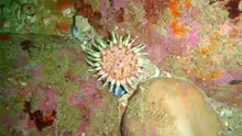 Anthostella stephensoni